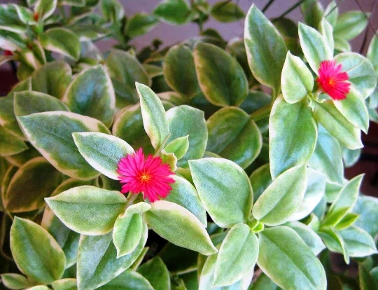 Set of 3 Baby Sun Rose Aptenia Cordifolia Live Plants - 3 Colors, Succulent Groundcover - Image 2