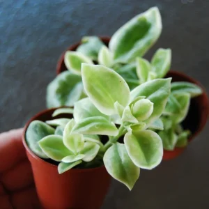Set of 3 Baby Sun Rose Aptenia Cordifolia Live Plants - 3 Colors, Succulent Groundcover - Image 3