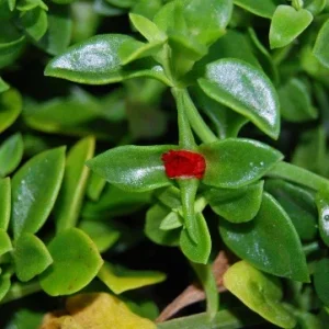 Set of 3 Baby Sun Rose Aptenia Cordifolia Live Plants - 3 Colors, Succulent Groundcover - Image 4