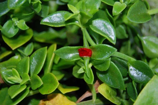 Set of 3 Baby Sun Rose Aptenia Cordifolia Live Plants - 3 Colors, Succulent Groundcover - Image 4