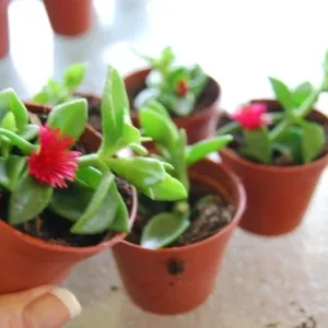 Set of 3 Baby Sun Rose Aptenia Cordifolia Live Plants - 3 Colors, Succulent Groundcover - Image 5
