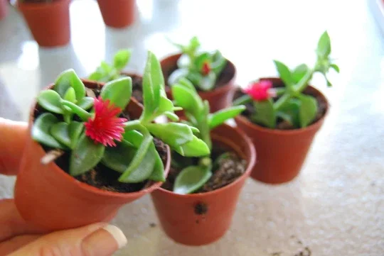 Set of 3 Baby Sun Rose Aptenia Cordifolia Live Plants - 3 Colors, Succulent Groundcover - Image 5
