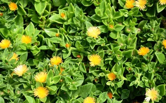 Set of 3 Baby Sun Rose Aptenia Cordifolia Live Plants - 3 Colors, Succulent Groundcover - Image 6