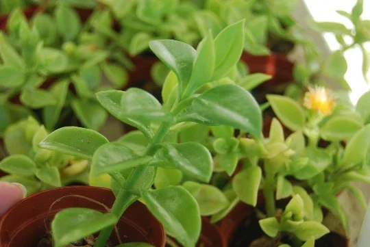Set of 3 Baby Sun Rose Aptenia Cordifolia Live Plants - 3 Colors, Succulent Groundcover - Image 7