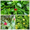 Set of 3 Baby Sun Rose Aptenia Cordifolia Live Plants - 3 Colors, Succulent Groundcover - Image 1
