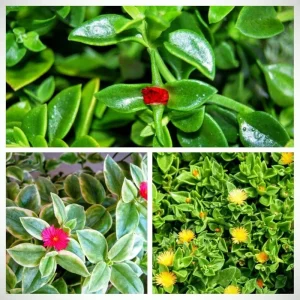 Set of 3 Baby Sun Rose Aptenia Cordifolia Live Plants - 3 Colors, Succulent Groundcover - Image 1