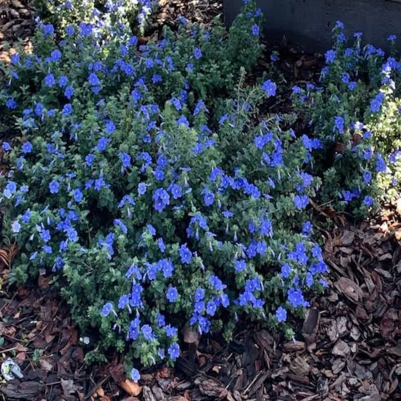 Set of 3 Blue Daze Live Plants, Evolvulus Hybrid, 4 inch Container - Image 2