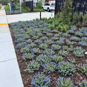 Set of 3 Blue Daze Live Plants, Evolvulus Hybrid, 4 inch Container - Image 3