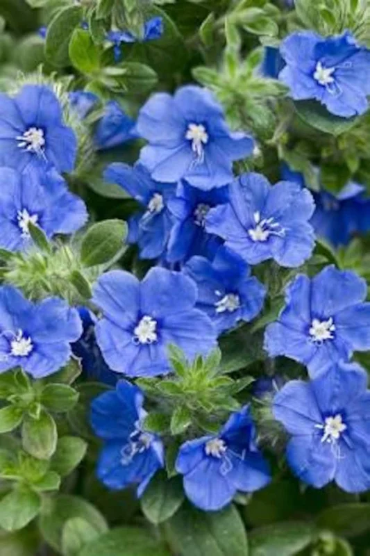 Set of 3 Blue Daze Live Plants, Evolvulus Hybrid, 4 inch Container - Image 1
