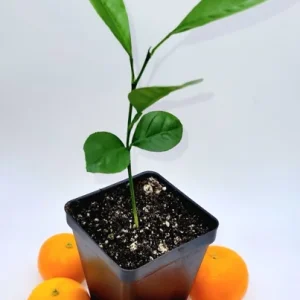 Set of 3 Calamansi Live Plants – Calamondin Citrus Trees Indoor/Outdoor - Image 3