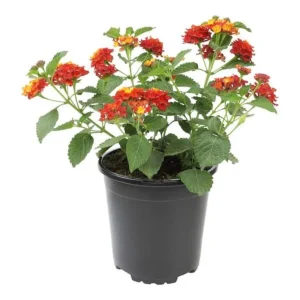 Set of 3 Lantana 'Dallas Red' Live Plants – Heat/Drought Tolerant Outdoor Flowers - Image 2