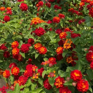 Set of 3 Lantana 'Dallas Red' Live Plants – Heat/Drought Tolerant Outdoor Flowers - Image 3