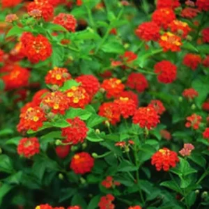 Set of 3 Lantana 'Dallas Red' Live Plants – Heat/Drought Tolerant Outdoor Flowers - Image 1