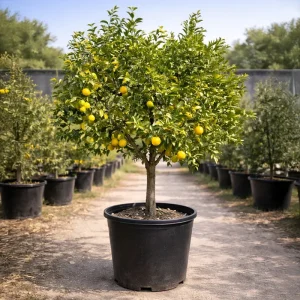 Set of 3 Live Persian Sweet Lemon Plants - Citrus Limetta - 4