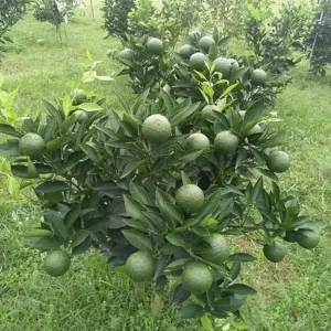 Set of 3 Live Persian Sweet Lemon Plants - Citrus Limetta - 4