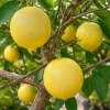 Set of 3 Live Persian Sweet Lemon Plants - Citrus Limetta - 4" Pot - Image 1