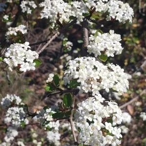 Set of 3 'Mrs. Schiller's Delight' Viburnum Live Plant, White Bloom Shrub, 4 inch container, Cold Hardy - Image 2