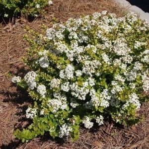 Set of 3 'Mrs. Schiller's Delight' Viburnum Live Plant, White Bloom Shrub, 4 inch container, Cold Hardy - Image 3