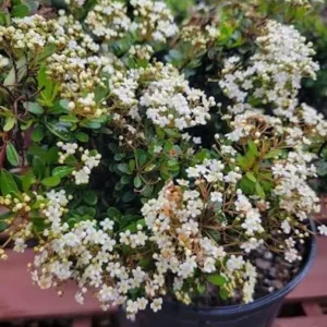 Set of 3 'Mrs. Schiller's Delight' Viburnum Live Plant, White Bloom Shrub, 4 inch container, Cold Hardy - Image 4