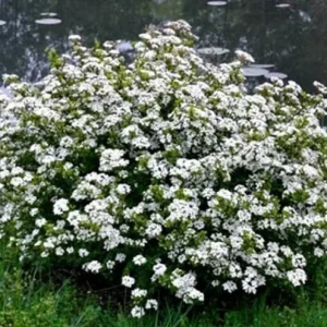 Set of 3 'Mrs. Schiller's Delight' Viburnum Live Plant, White Bloom Shrub, 4 inch container, Cold Hardy - Image 5