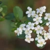 Set of 3 'Mrs. Schiller's Delight' Viburnum Live Plant, White Bloom Shrub, 4 inch container, Cold Hardy - Image 1