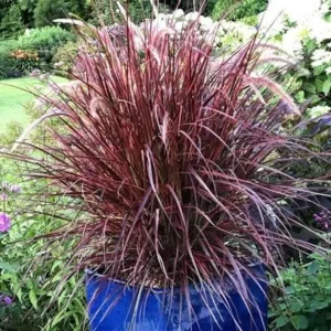 Set of 3 Red Fountain Grass Live Plants 4 Inch Pots - Ornamental Burgundy Outdoor - Image 2