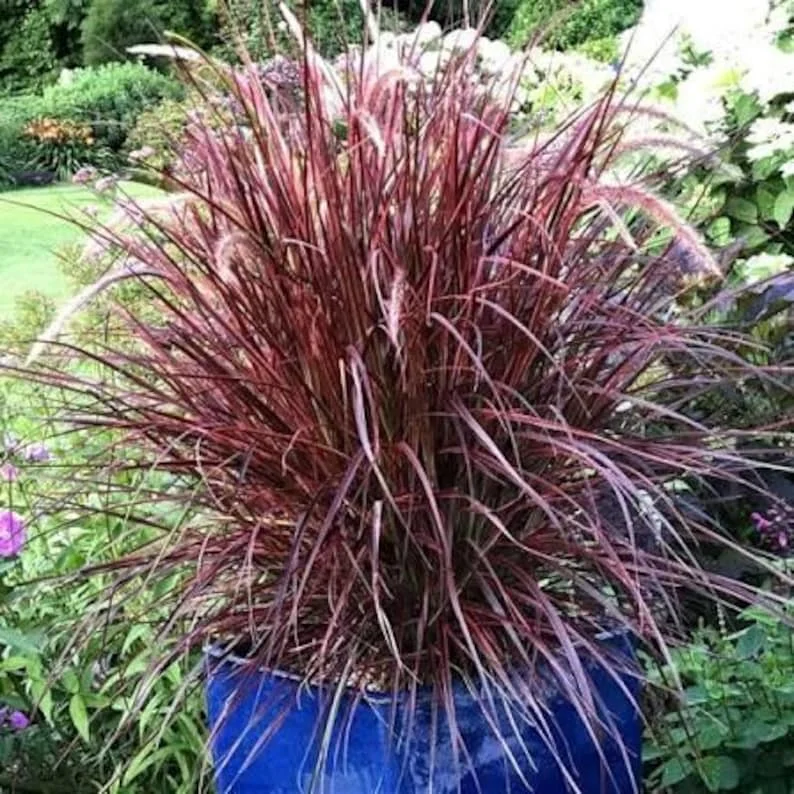 Set of 3 Red Fountain Grass Live Plants 4 Inch Pots - Ornamental Burgundy Outdoor - Image 2