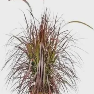 Set of 3 Red Fountain Grass Live Plants 4 Inch Pots - Ornamental Burgundy Outdoor - Image 3