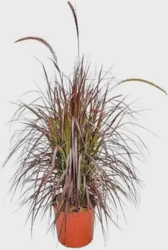 Set of 3 Red Fountain Grass Live Plants 4 Inch Pots - Ornamental Burgundy Outdoor - Image 3