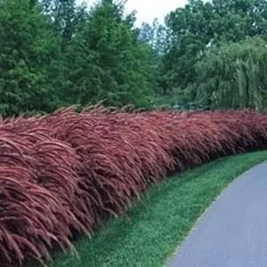 Set of 3 Red Fountain Grass Live Plants 4 Inch Pots - Ornamental Burgundy Outdoor - Image 4