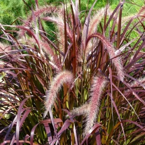 Set of 3 Red Fountain Grass Live Plants 4 Inch Pots - Ornamental Burgundy Outdoor - Image 1