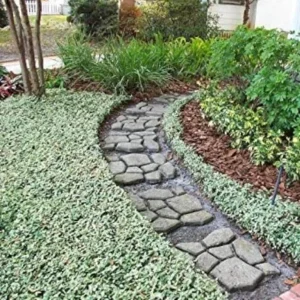 Set of 3 Variegated Minima Jasmine Live Plants - Groundcover & Border - Image 2