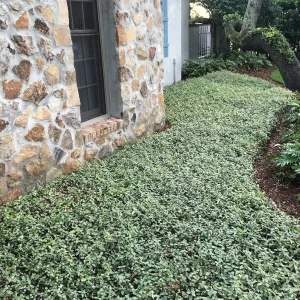 Set of 3 Variegated Minima Jasmine Live Plants - Groundcover & Border - Image 3