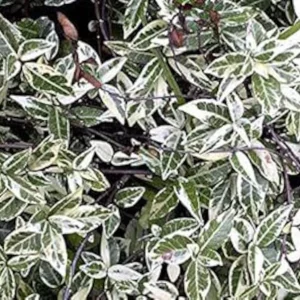 Set of 3 Variegated Minima Jasmine Live Plants - Groundcover & Border - Image 5