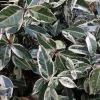 Set of 3 Variegated Minima Jasmine Live Plants - Groundcover & Border - Image 1