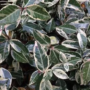 Set of 3 Variegated Minima Jasmine Live Plants - Groundcover & Border - Image 1