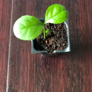 Set of 4 Persian Sweet Lemon Citrus Limetta Live Plants - Sweet Citrus Fruit Tree - Image 5
