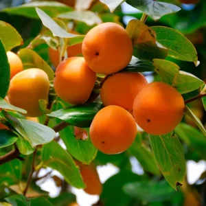 Set of 5 American Persimmon Bareroot Trees, Cold Hardy, 10-15 Inches Tall, Dormant - Image 4