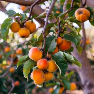 Set of 5 American Persimmon Bareroot Trees, Cold Hardy, 10-15 Inches Tall, Dormant - Image 5