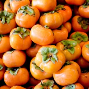 Set of 5 American Persimmon Bareroot Trees, Cold Hardy, 10-15 Inches Tall, Dormant - Image 7