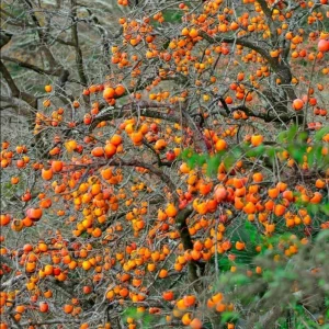 Set of 5 American Persimmon Bareroot Trees, Cold Hardy, 10-15 Inches Tall, Dormant - Image 9