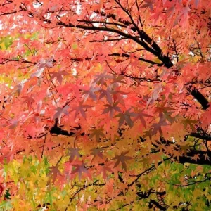 Set of 5 Black Gum Bare Root Trees for Planting, Hardy Sweet Gum, 5-10 Inches Tall - Image 4