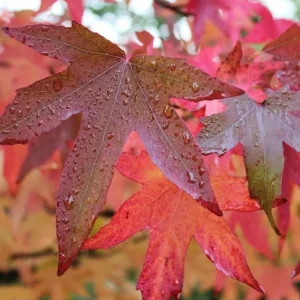 Set of 5 Black Gum Bare Root Trees for Planting, Hardy Sweet Gum, 5-10 Inches Tall - Image 5