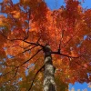 Set of 5 Black Gum Bare Root Trees for Planting, Hardy Sweet Gum, 5-10 Inches Tall - Image 1