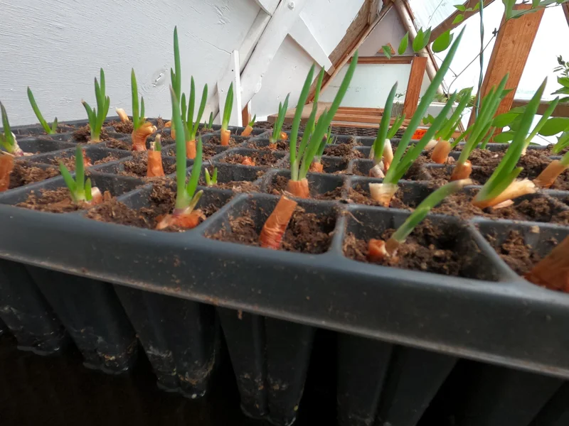 Set of 5 Egyptian Walking Onion Live Plants – Heirloom Perennial Tree Onion – Organic, Easy to Grow - Image 1