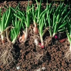Set of 5 Egyptian Walking Onion Live Plants – Heirloom Perennial Tree Onion – Organic, Easy to Grow - Image 2