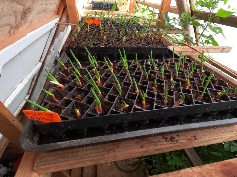 Set of 5 Egyptian Walking Onion Live Plants – Heirloom Perennial Tree Onion – Organic, Easy to Grow - Image 3