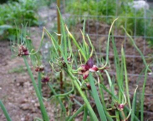 Set of 5 Egyptian Walking Onion Live Plants – Heirloom Perennial Tree Onion – Organic, Easy to Grow - Image 5