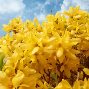 Set of 5 Forsythia Bareroots - Lynwood Gold Shrubs, 5-10 Inches Tall, Outdoor - Image 2
