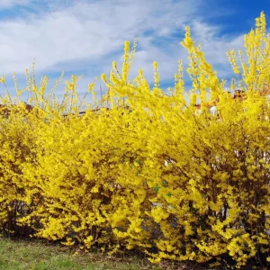 Set of 5 Forsythia Bareroots - Lynwood Gold Shrubs, 5-10 Inches Tall, Outdoor - Image 3